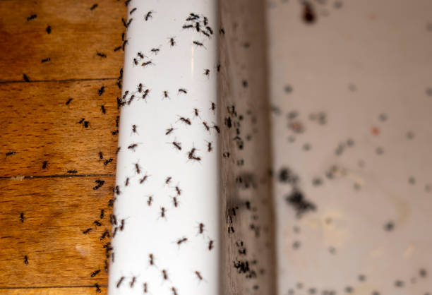 Best Pest Control Near Me  in Hasson Heights, PA