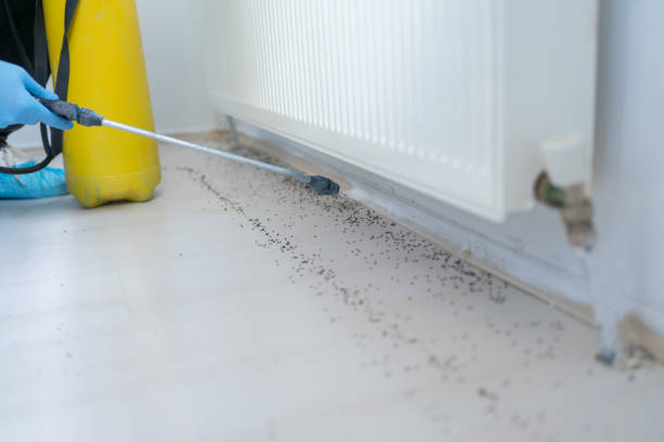 Best Termite Control Services  in Hasson Heights, PA